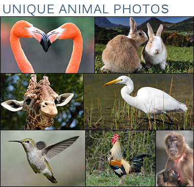 Animals